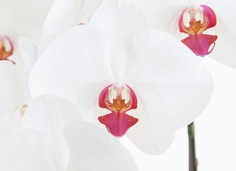 胡蝶蘭紅白