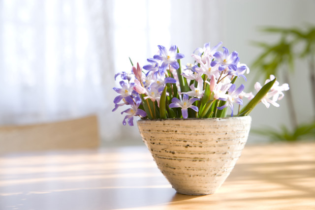 フラワー電報の鉢植え