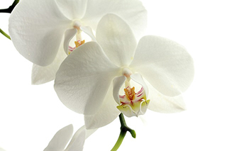 白色の胡蝶蘭