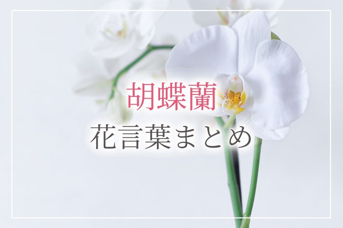 【胡蝶蘭の花言葉】怖い意味はある？色別の花言葉・どんなシーンにふさわしいかを紹介！母の日・プローポーズ・長寿祝・開店祝いにぴったりの胡蝶蘭を贈りましょう！