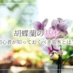 胡蝶蘭の増やし方 株分けの2つの方法についてや 株分け後の注意点について紹介 開業 開店 移転祝いにwebカタログギフト オフィスギフト