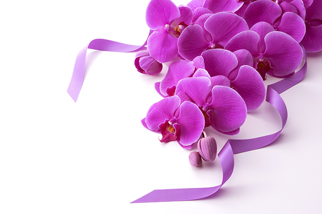 紫色の胡蝶蘭について
