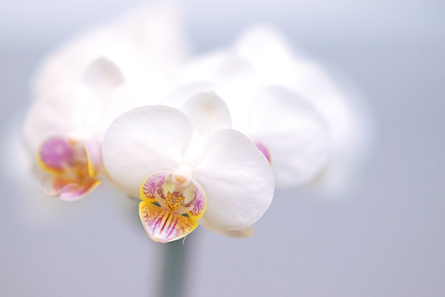 お彼岸に胡蝶蘭がふさわしい理由