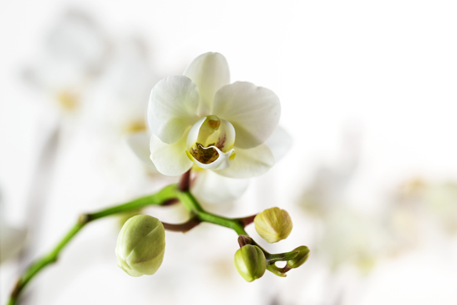 胡蝶蘭の花が落ちた後のお手入れ方法