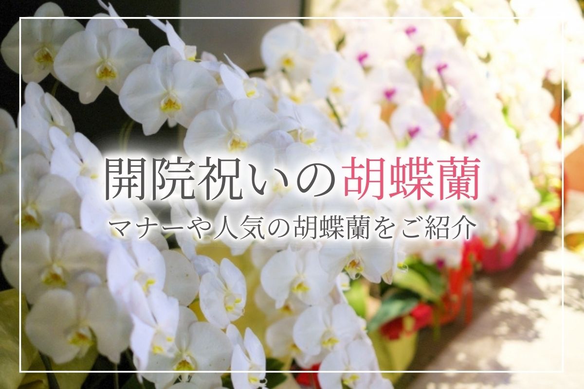 絶対喜ばれる 開院祝いに人気の胡蝶蘭ランキングtop3 相場やマナーのご紹介 開業 開店 移転祝いにwebカタログギフト オフィスギフト