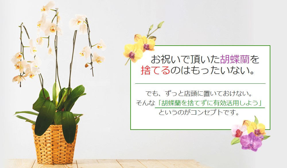 胡蝶蘭の処分方法を解説 捨て方は 引き取りや買取もしてもらえる いただいた胡蝶蘭との素敵なお別れの仕方 開業 開店 移転祝いにwebカタログギフト オフィスギフト