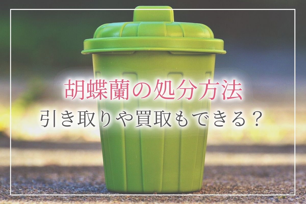 胡蝶蘭の処分方法を解説！捨て方は？引き取りや買取もしてもらえる？いただいた胡蝶蘭との素敵なお別れの仕方