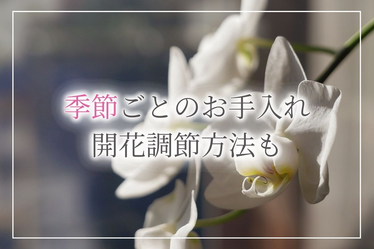 【完全ガイド】季節ごとの胡蝶蘭のお手入れと、好きな時期に花を咲かせる「開花調節」についても紹介！