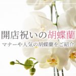 胡蝶蘭を吊るして栽培するメリットとは お部屋のインテリアにも最適な胡蝶蘭の吊るし方を解説 開業 開店 移転祝いにwebカタログギフト オフィスギフト