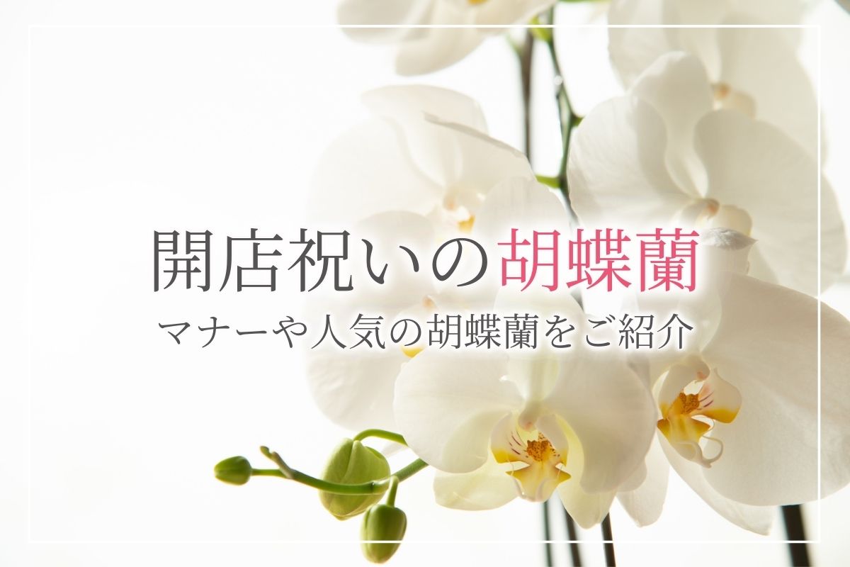 開店祝いになぜ胡蝶蘭が定番なの 必須マナーや喜ばれる胡蝶蘭をご紹介 開業 開店 移転祝いにwebカタログギフト オフィスギフト