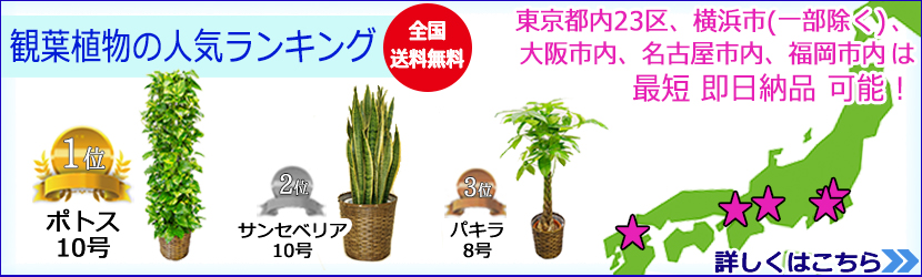 観葉植物Rank0418