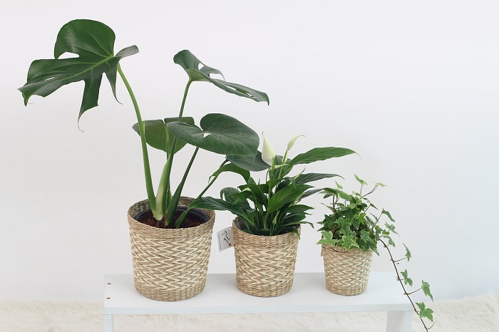 観葉植物の画像