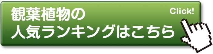 観葉植物人気ランキングはこちら