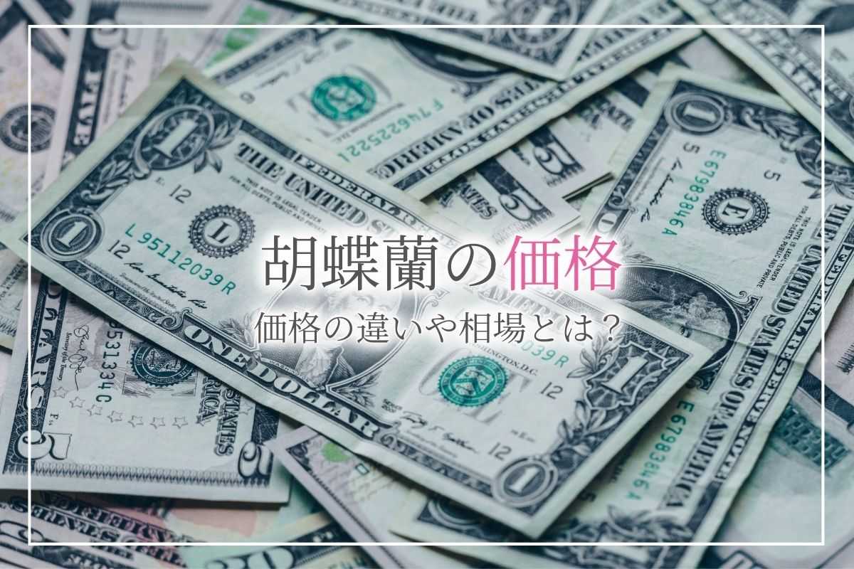 胡蝶蘭の値段の相場 お祝い お悔やみシーン別の相場や 色や本数による値段の違いを解説 開業 開店 移転祝いにwebカタログギフト オフィスギフト 胡蝶蘭の値段の相場 お祝い お悔やみシーン別の相場や 色や本数による値段の違いを解説 開業 開店 移転祝いにwebカタログギフト オフィスギフト