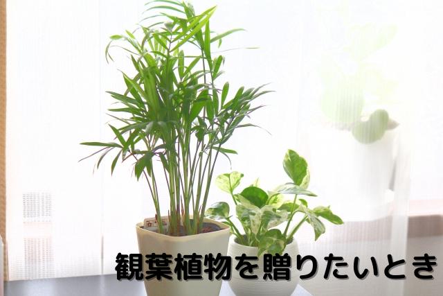 観葉植物を贈りたいとき