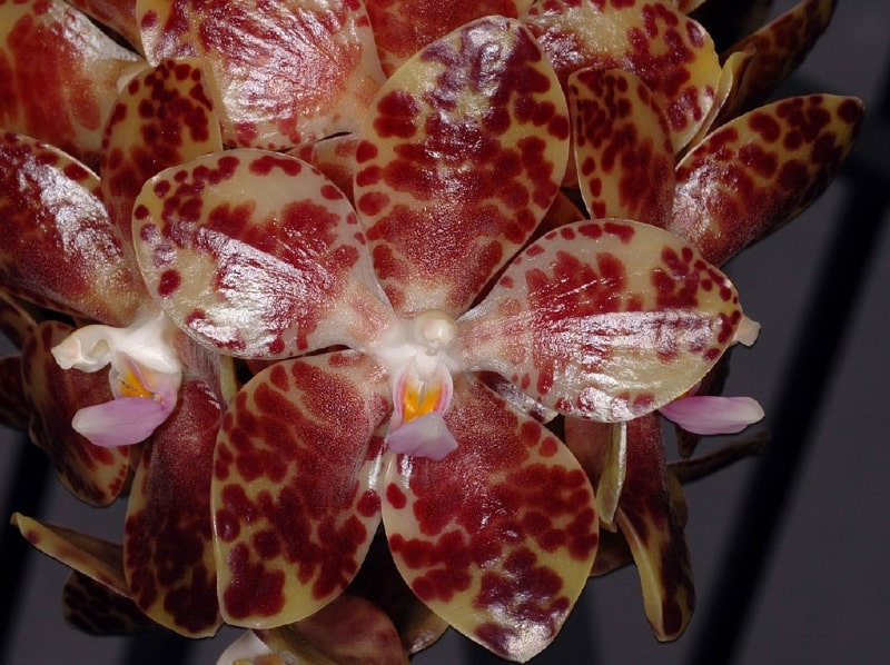 野生の胡蝶蘭はどんな種類がある 自生している場所や購入できる原種の胡蝶蘭の品種についても紹介 開業 開店 移転祝いにwebカタログギフト オフィスギフト