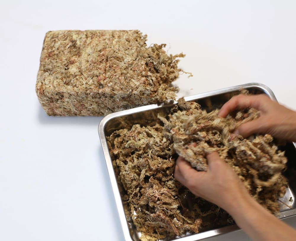 お祝いで貰った胡蝶蘭の植え替え方法 植え替え後の手入れや バークと水苔のどちらで植え替えするべきかなどについても解説 開業 開店 移転祝いにwebカタログギフト オフィスギフト お祝いで貰った胡蝶蘭の植え替え方法 植え替え後の手入れや バークと水苔のどちらで植え替えするべきかなどについても解説 開業 開店 移転祝いにwebカタログギフト オフィスギフト