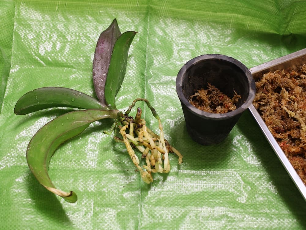 お祝いで貰った胡蝶蘭の植え替え方法 植え替え後の手入れや バークと水苔のどちらで植え替えするべきかなどについても解説 開業 開店 移転祝いにwebカタログギフト オフィスギフト お祝いで貰った胡蝶蘭の植え替え方法 植え替え後の手入れや バークと水苔のどちらで植え替えするべきかなどについても解説 開業 開店 移転祝いにwebカタログギフト オフィスギフト