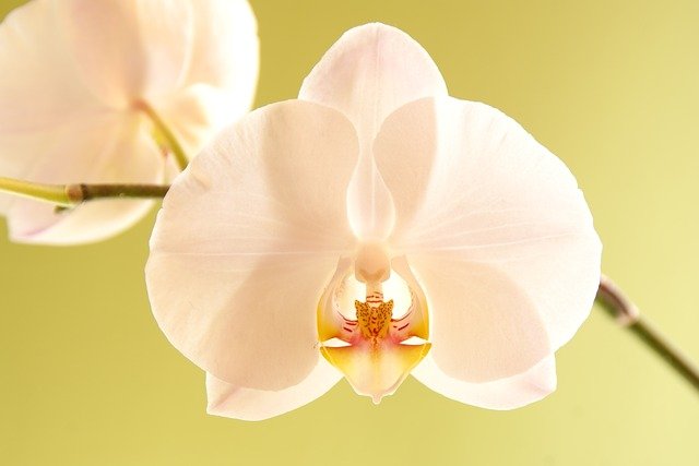 胡蝶蘭を 二度咲き させるにはどうすればいい 毎年咲かせるコツや 咲いた後の正しいお手入れ方法をご紹介します 開業 開店 移転祝いにwebカタログギフト オフィスギフト