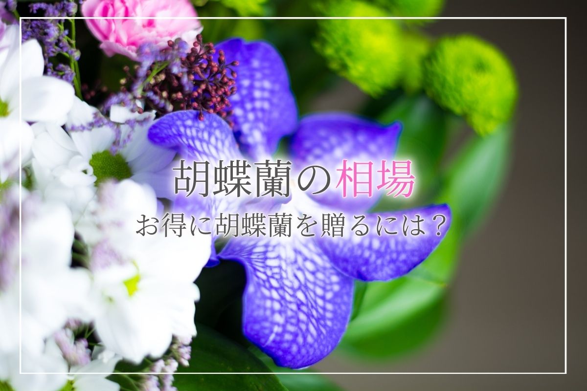 【格安胡蝶蘭ってどうなの？】高品質な胡蝶蘭を安く買う方法やおすすめのショップをご紹介！