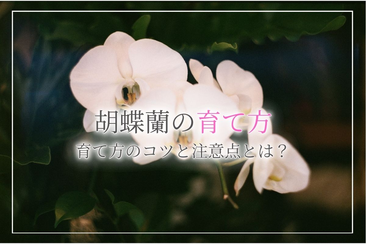 【お祝いで受け取った胡蝶蘭の育て方のコツ】手入れや管理の注意点についてのほか、育て方のよくある疑問について紹介