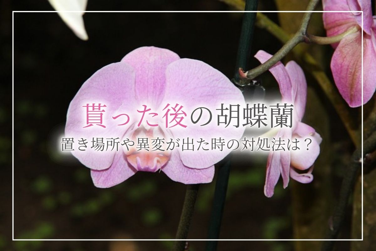 胡蝶蘭をもらった後の管理方法はどうしたらいい？置き場所や花が咲き終わった後の対処法のほか、異変が出た場合の対処法についても解説