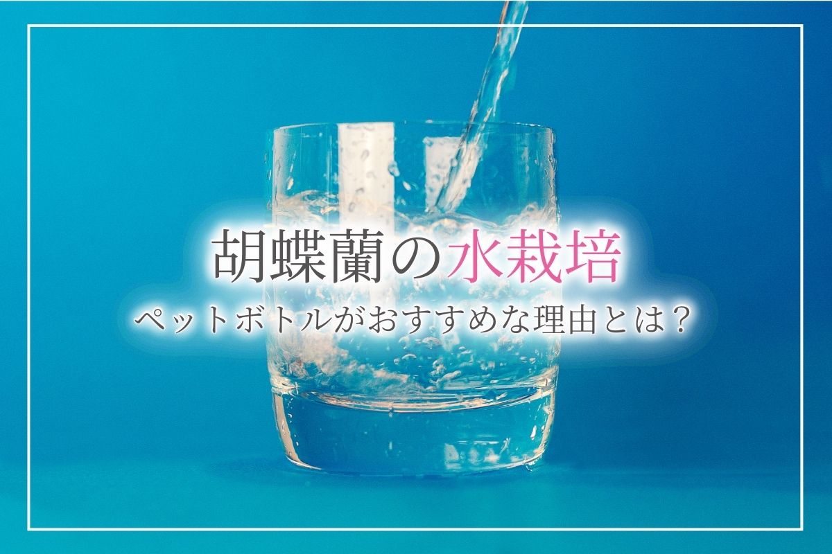 胡蝶蘭を水栽培する方法！ペットボトルでの水栽培がおすすめである理由とは？注意点についても解説