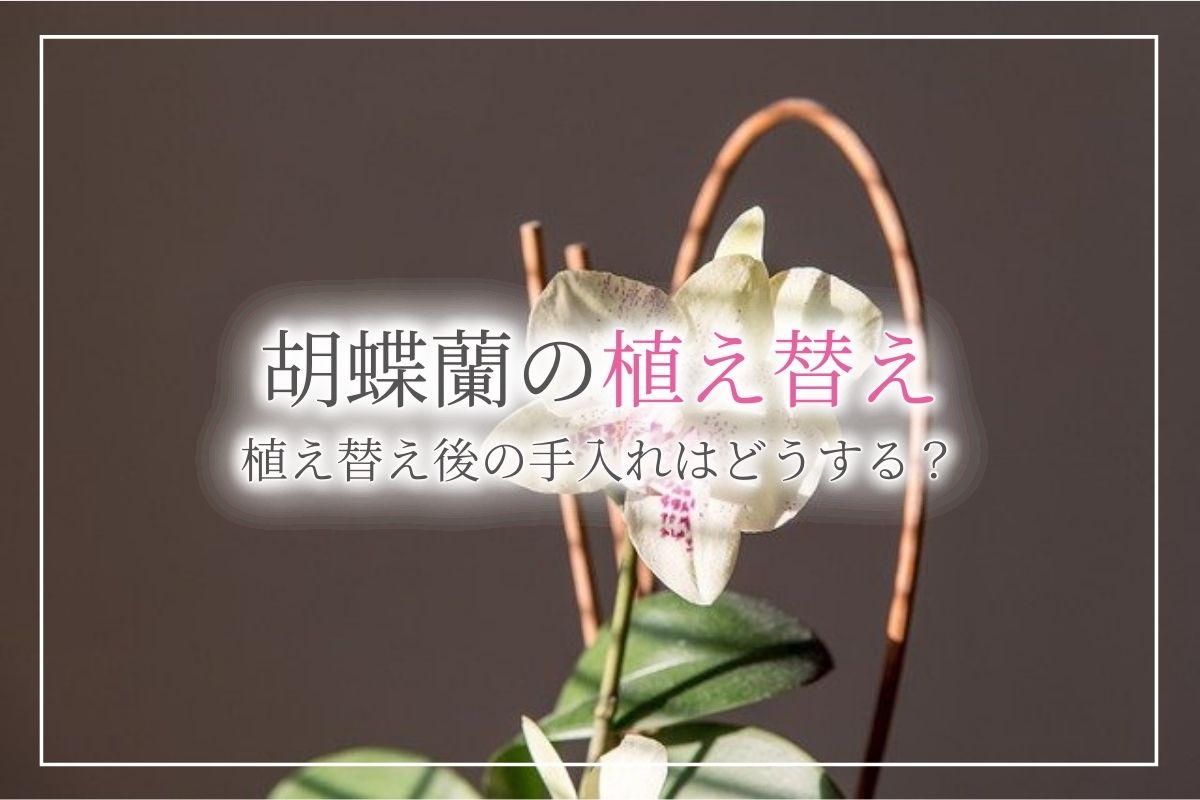 【初めてでも簡単】失敗しない胡蝶蘭の植え替え方法！適した時期や、便利な発泡スチロールの使い方までわかりやすく解説します！