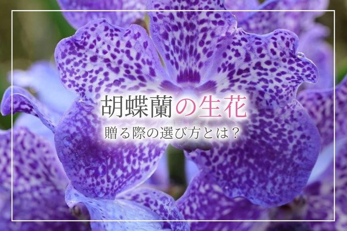 胡蝶蘭の生花をブーケや髪飾りに！造花とは違う生花の胡蝶蘭の特徴や、贈る際の選び方にはどんなものがある？