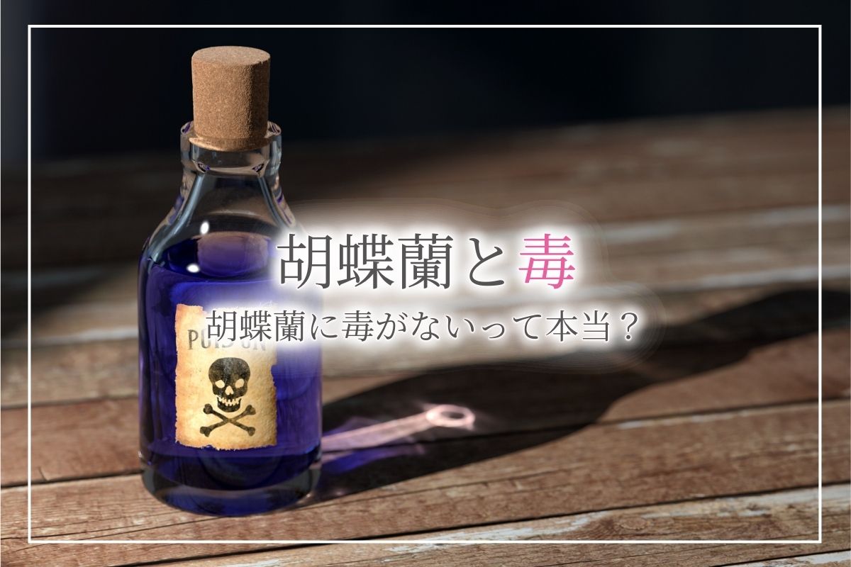 胡蝶蘭には毒が無いって本当？ペットが食べてしまった場合も大丈夫？理由について解説