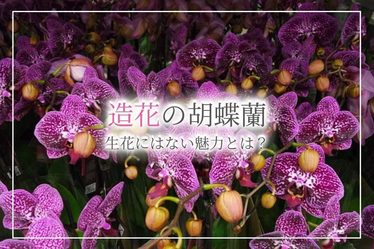 光触媒加工の造花の胡蝶蘭は空気清浄効果アリ！お祝いとして贈るメリットや価格のほか、生花にはない魅力について解説