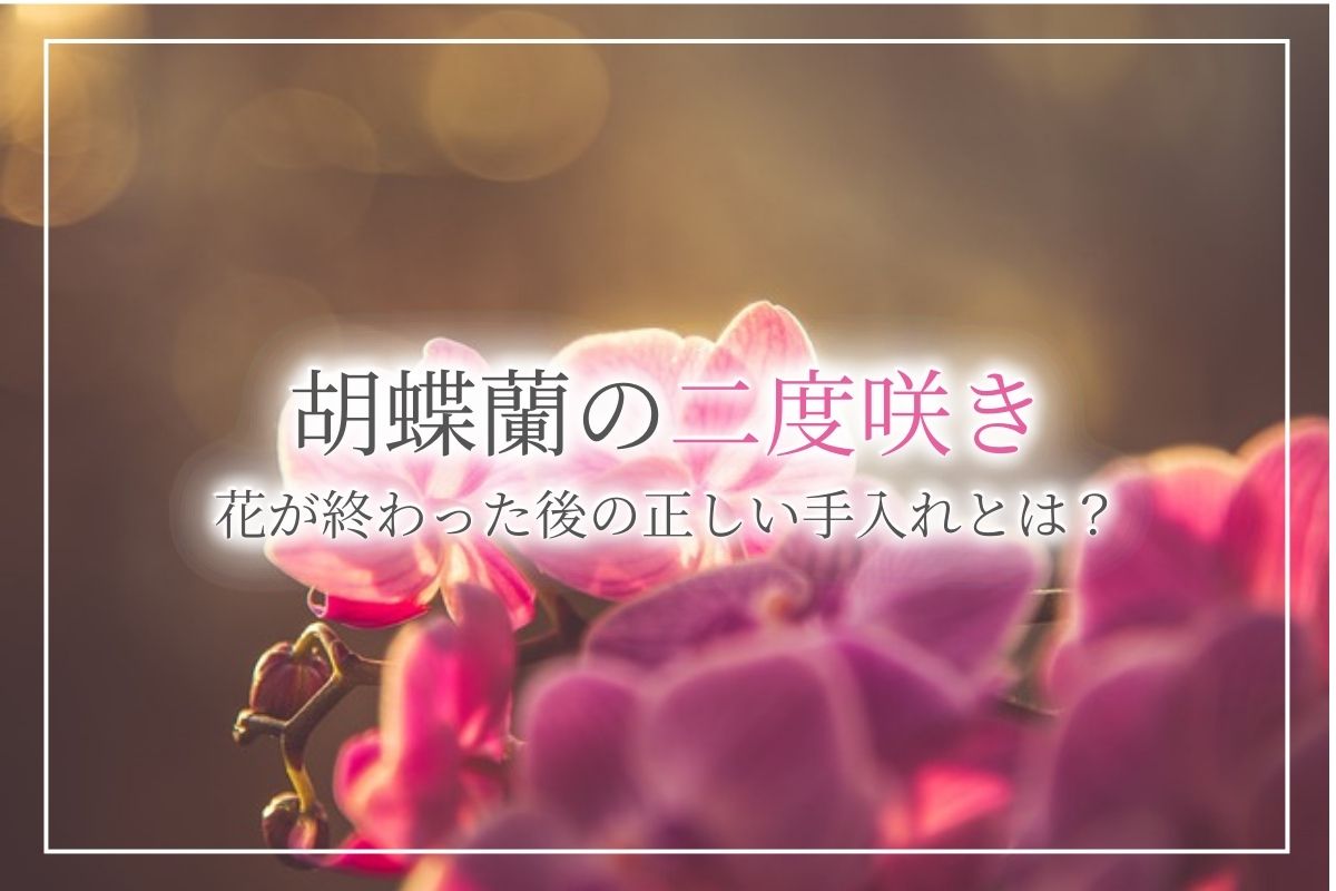 胡蝶蘭を「二度咲き」させるにはどうすればいい？毎年咲かせるコツや、咲いた後の正しいお手入れ方法を紹介！