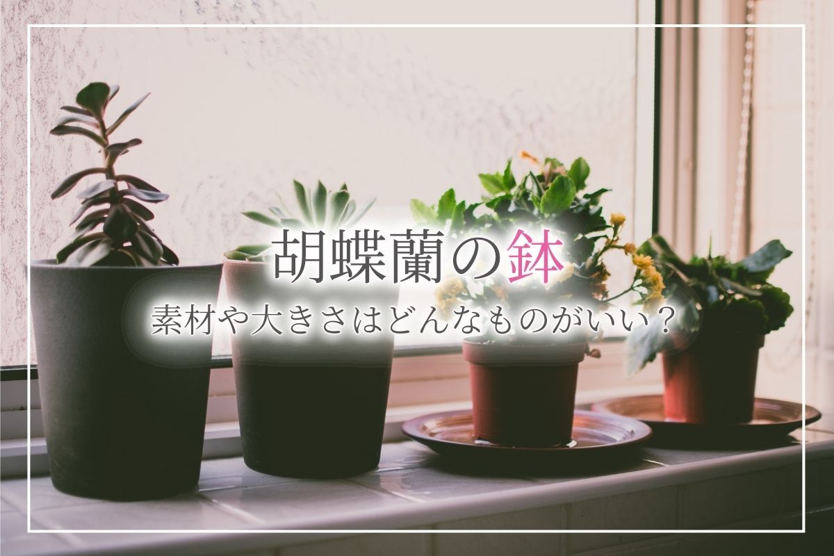 胡蝶蘭の鉢はどんなものを選べばいい？手入れや植え替えがやりやすい素材の鉢について紹介！