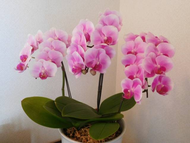 お得に胡蝶蘭を贈る お祝いで送る胡蝶蘭の値段の相場や購入時の注意点 胡蝶蘭を安く購入できる通販サイトについても紹介 開業 開店 移転祝いにwebカタログギフト オフィスギフト