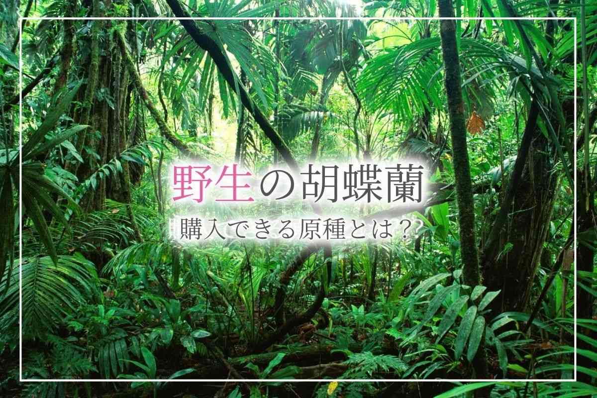 野生の胡蝶蘭はどんな種類がある？自生している場所や購入できる原種の胡蝶蘭の品種についても紹介。