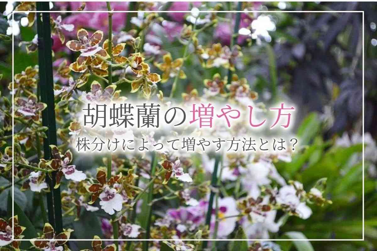 【胡蝶蘭の増やし方】株分けの2つの方法についてや、株分け後の注意点について紹介。