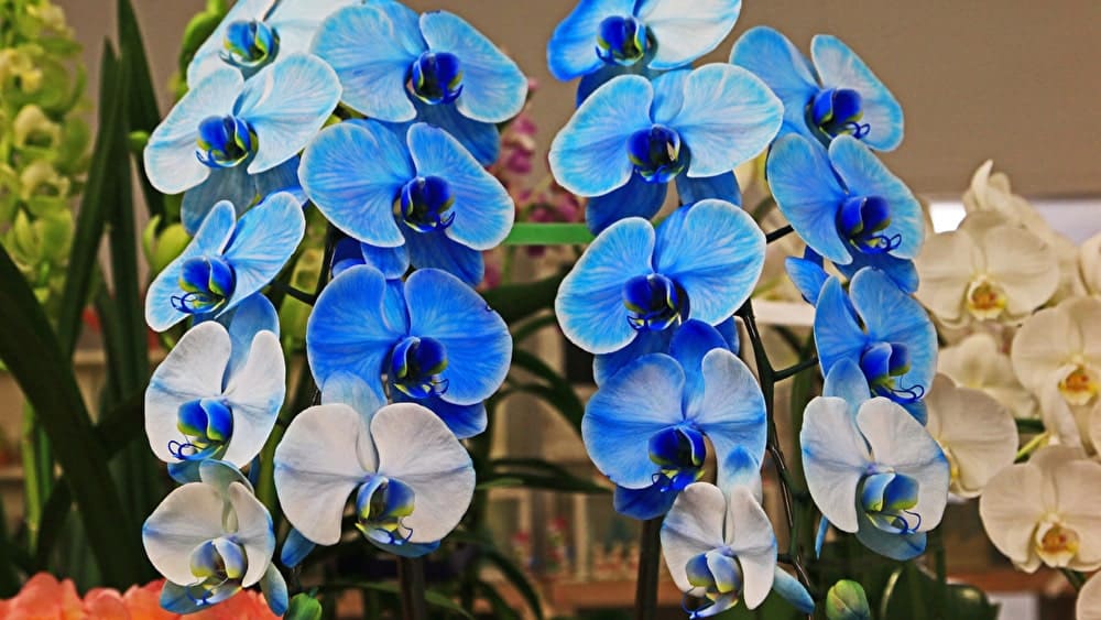青の胡蝶蘭