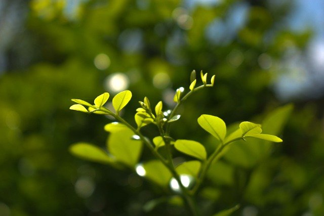 植物の若芽