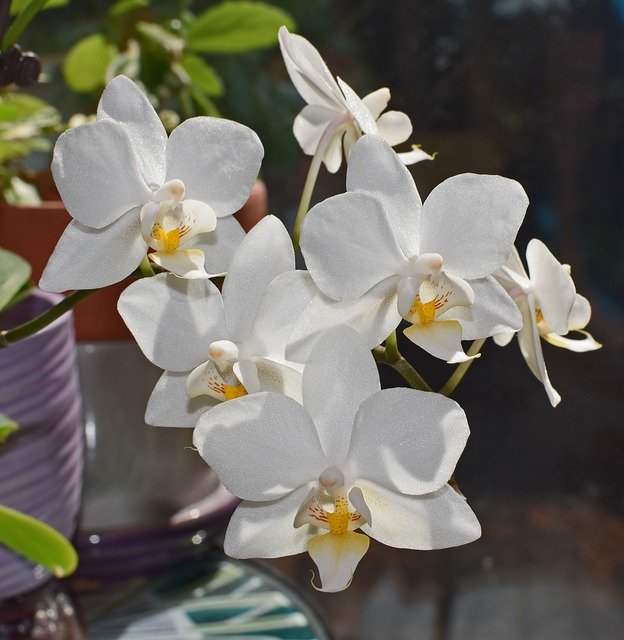 白い胡蝶蘭の花6輪