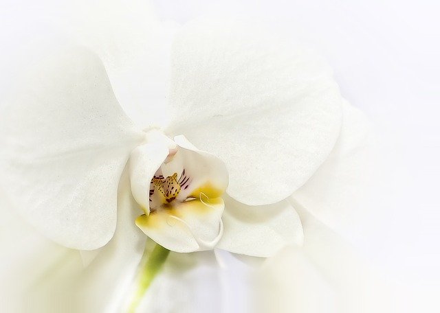 白い胡蝶蘭の花のアップ