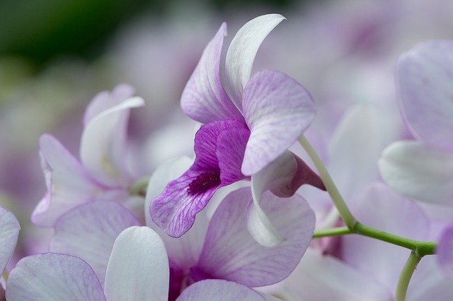 紫の胡蝶蘭の花