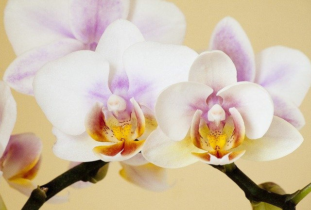 美しい白の胡蝶蘭