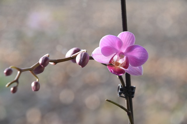 胡蝶蘭の花と蕾