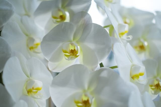 白い胡蝶蘭の群れ