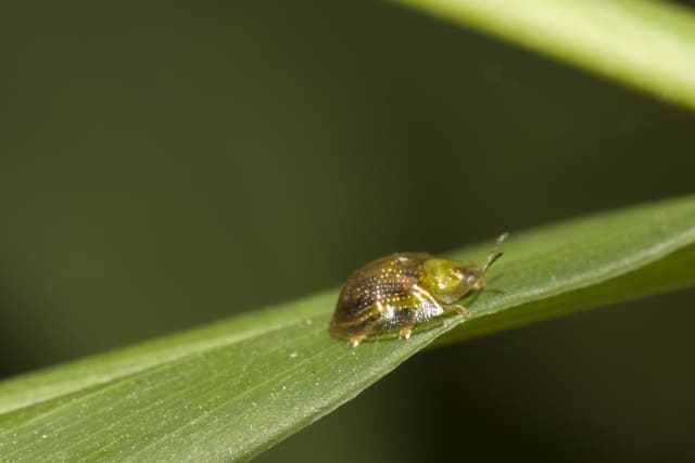 葉っぱに止まる虫