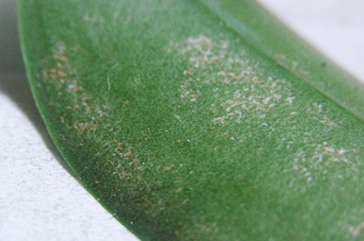 胡蝶蘭の病気の対処はどうすれば良い おすすめの殺菌剤や 害虫の駆除の方法についても紹介 開業 開店 移転祝いにwebカタログギフト オフィスギフト