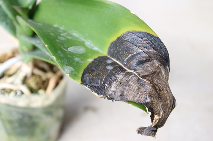 胡蝶蘭の病気の対処はどうすれば良い おすすめの殺菌剤や 害虫の駆除の方法についても紹介 開業 開店 移転祝いにwebカタログギフト オフィスギフト