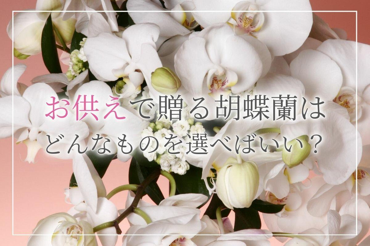 法事やお葬式でのお供え花 胡蝶蘭 の選び方とは 価格の相場やマナーについて詳しく紹介します 開業 開店 移転祝いにwebカタログギフト オフィスギフト