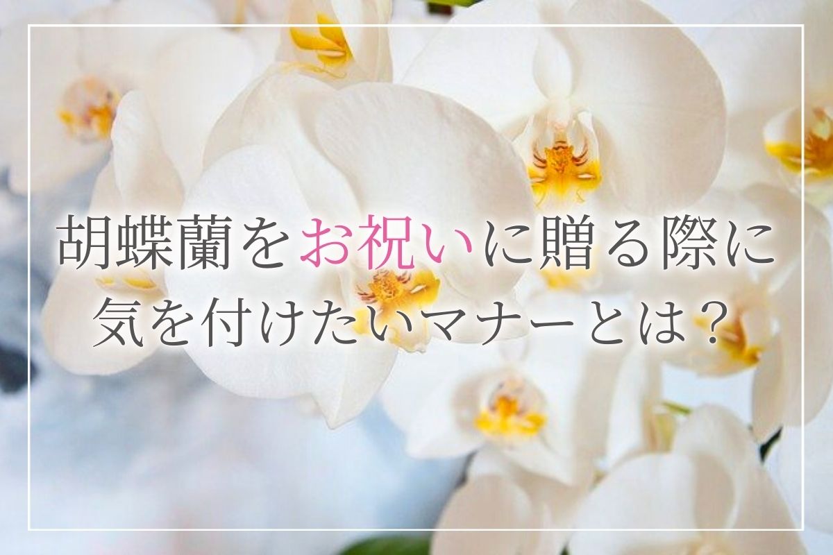 お祝いの胡蝶蘭 法人のお祝いにも喜ばれる胡蝶蘭 立て札などマナーについても解説 開業 開店 移転祝いにwebカタログギフト オフィスギフト