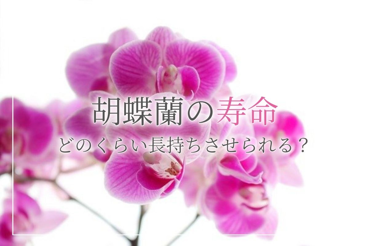 胡蝶蘭の寿命はどのくらい 寿命は伸ばせる お祝いで貰った胡蝶蘭もきちんと手入れをすれば長く楽しむことができます 開業 開店 移転祝いにwebカタログギフト オフィスギフト